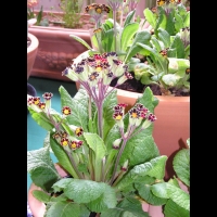 Polyanthus - Gold Laced (3)